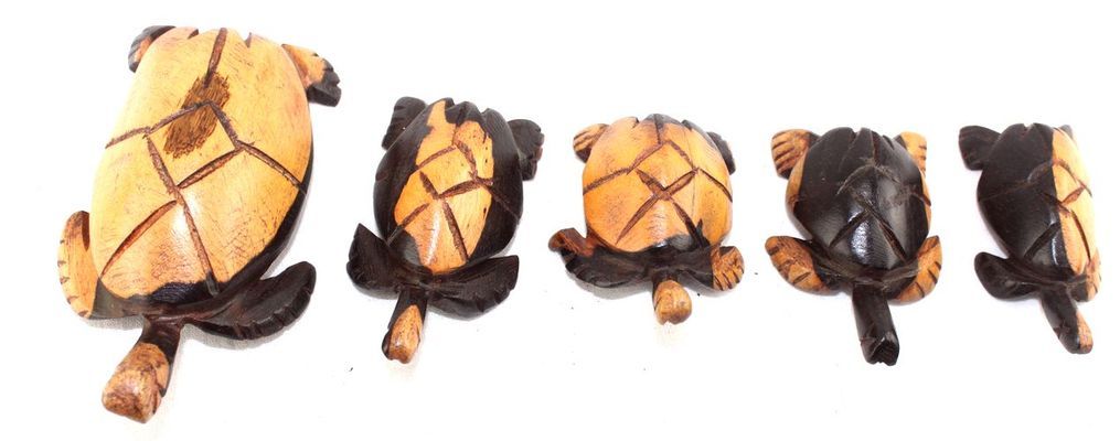 Tortue-serie_0504