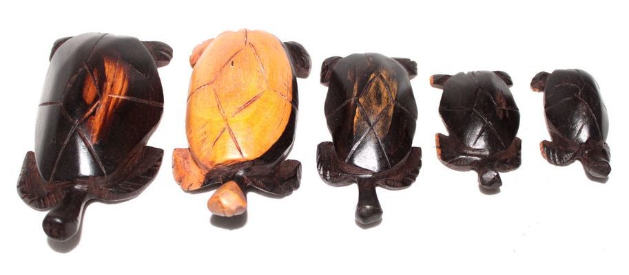 Tortue-serie_0526
